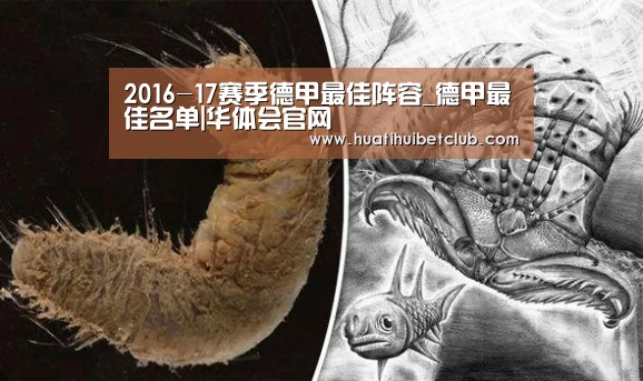 2016-17赛季德甲最佳阵容_德甲最佳名单|华体会官网